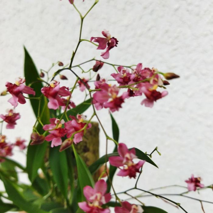 Oncidium 