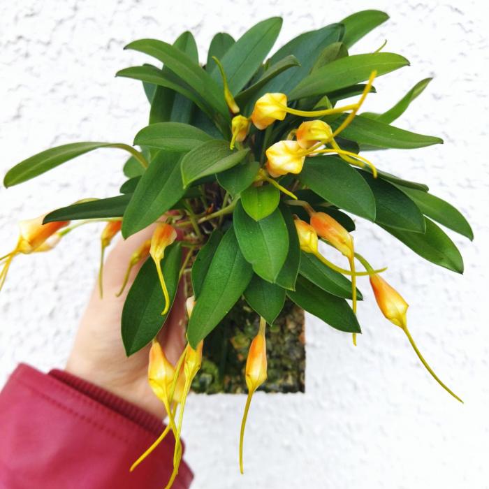 Masdevallia strobelii sur liège