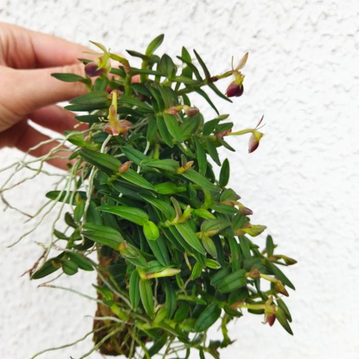 Epidendrum peperomia sur liège