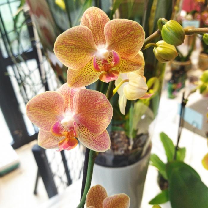 Phalaenopsis orange tendre