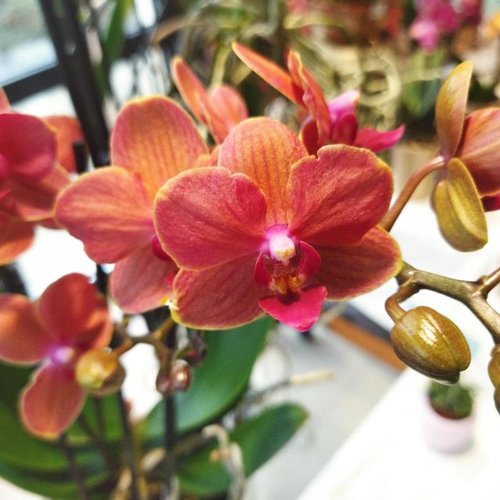 Phalaenopsis orange vif