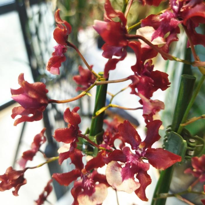 Oncidium 