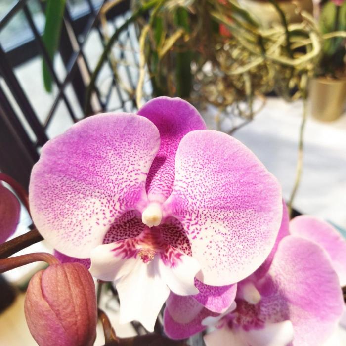 Phalaenopsis rose moucheté Big lip