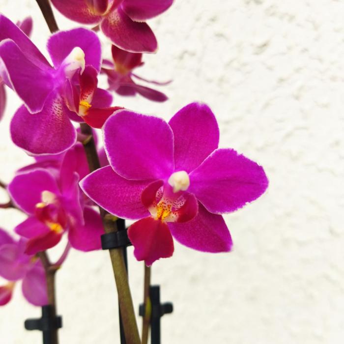 Mini orchidée rouge odorante