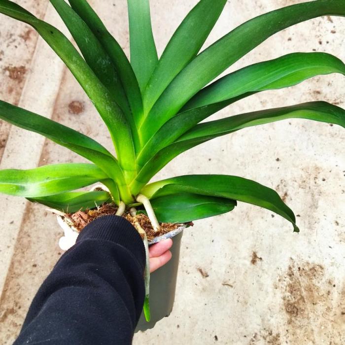 Angraecum veitchi (17cm)