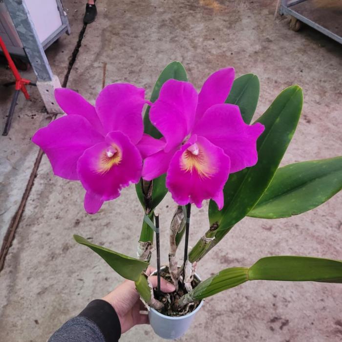 Cattleya à gros fleuron