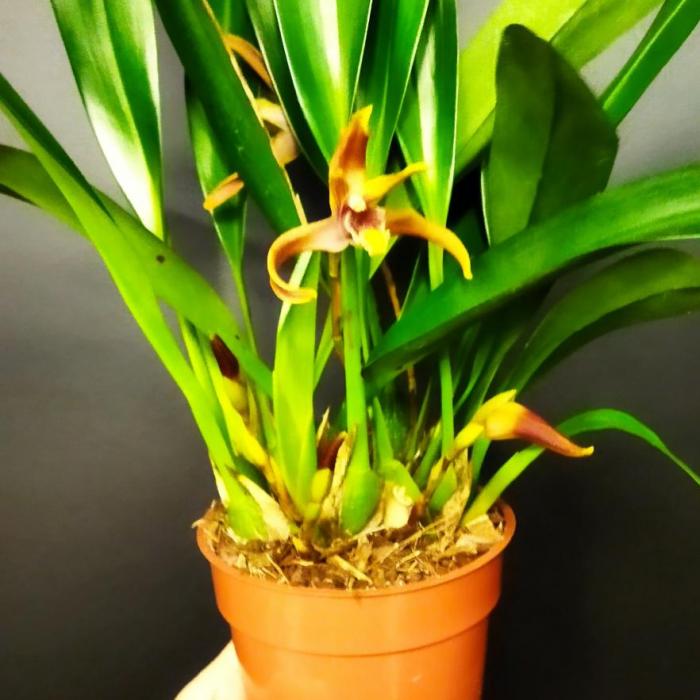 Maxillaria Goldenberg orange (12cm)