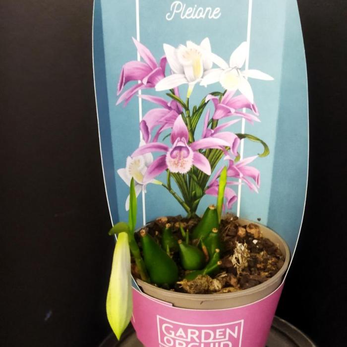 Orchidées de Jardin (Garden orchids)