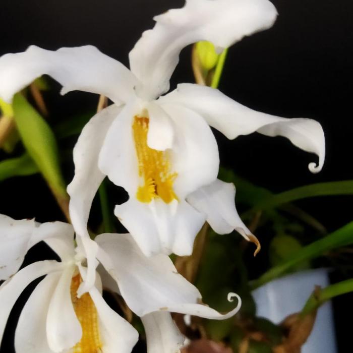 Coelogyne cristata (12cm)