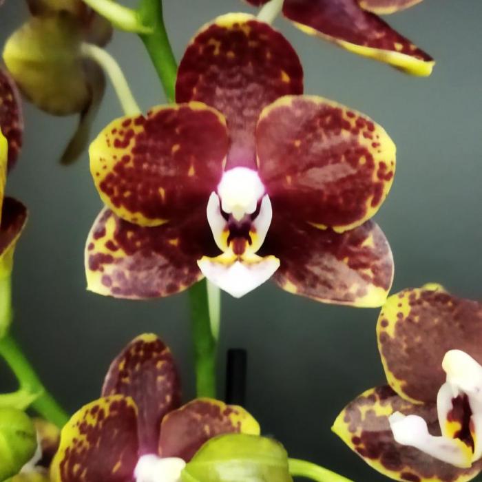 Phalaenopsis jaune et chocolat (12cm)