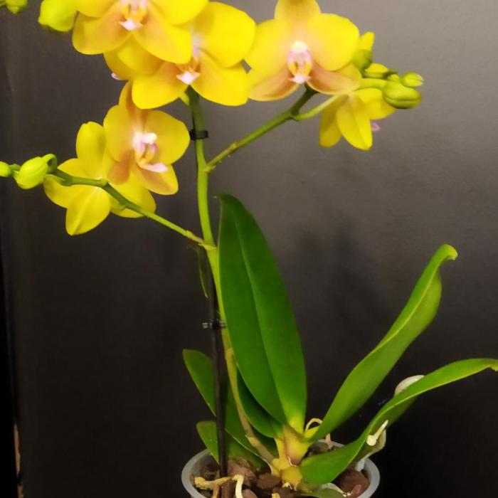 Phalaenopsis ensoleillé (12cm)