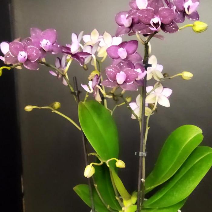 Phalaenopsis lie de vin (12cm)