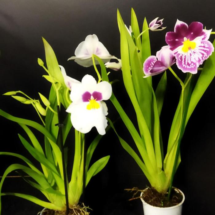 Miltonia (9cm)