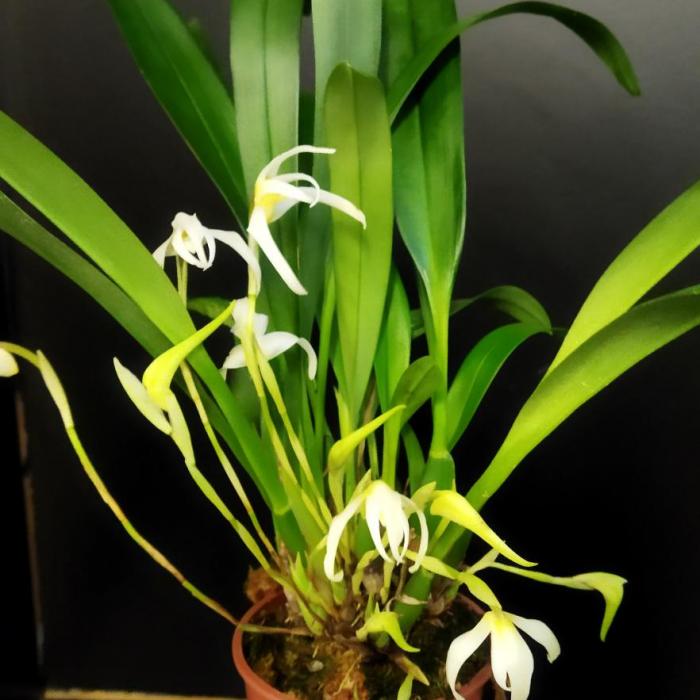 Maxillaria sonnenberg (9cm)