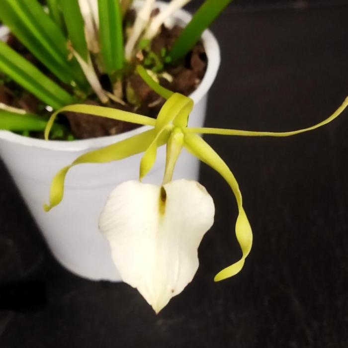 brassavola (12cm)