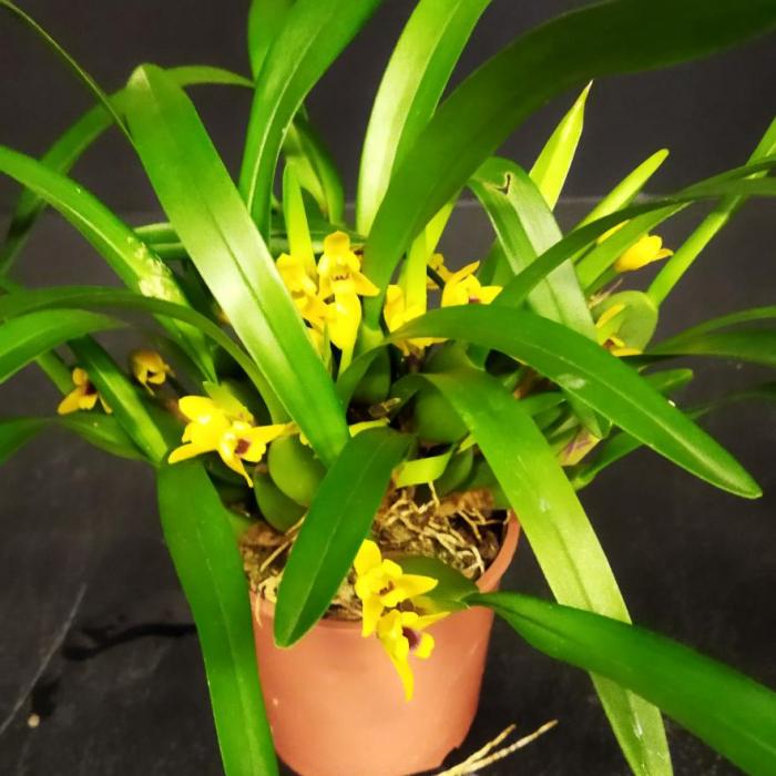 Maxillaria variabilis (9cm)