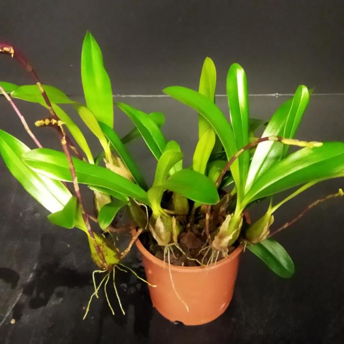 Bulbophyllum falcatum (Ø9cm)