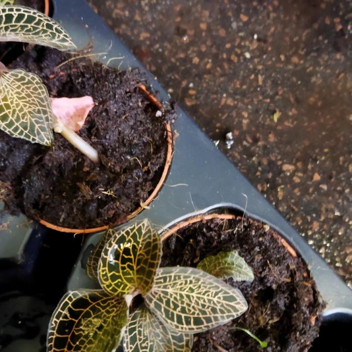 Orchidée bijoux - Macodes Anoectochilus roxburghii 'Salmon Dream