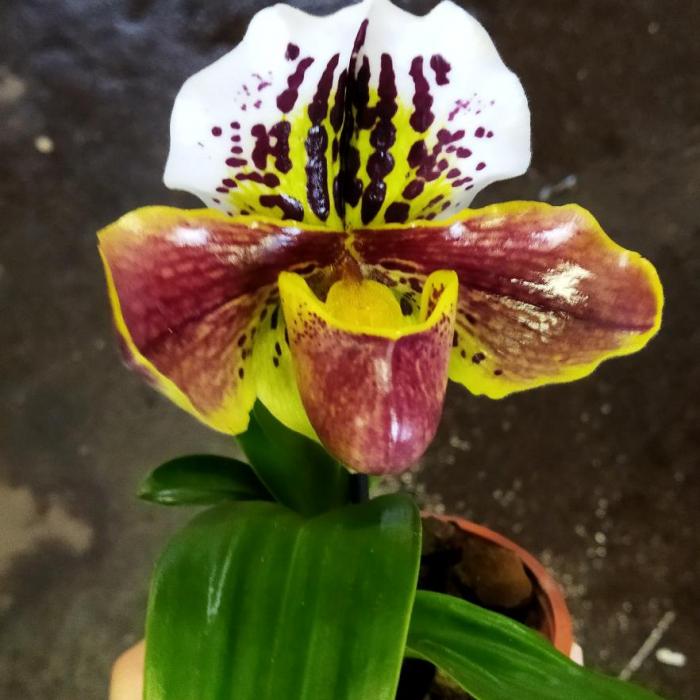 Paphiopedilum 