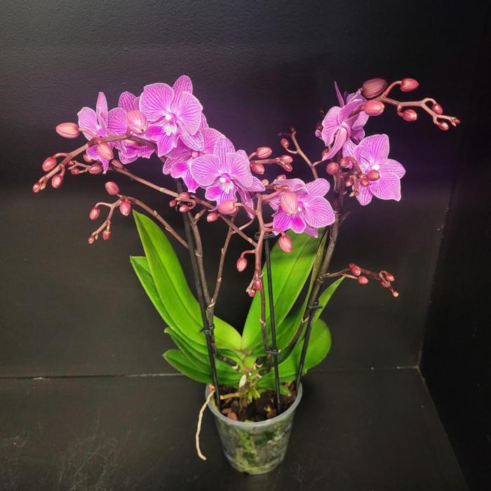 Phalaenopsis mauve big lip (12cm)