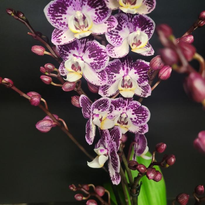 Phalaenopsis mauve mouchetée (12cm)