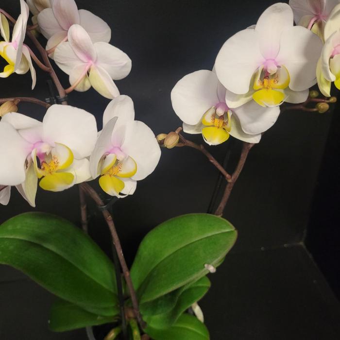 Phalaenopsis crème (12cm)