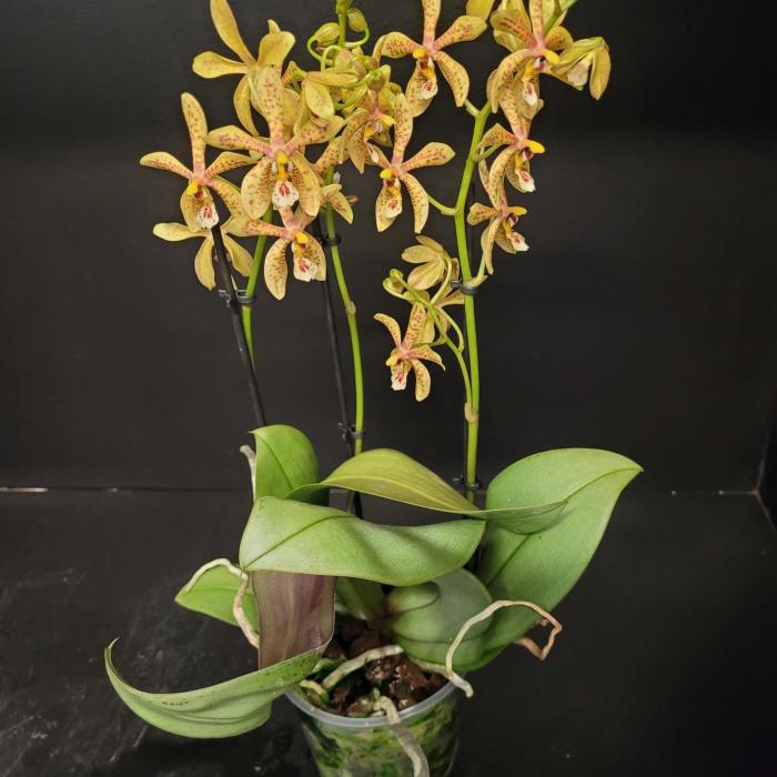 Phalaenopsis Starfish exotic yellow 12cm