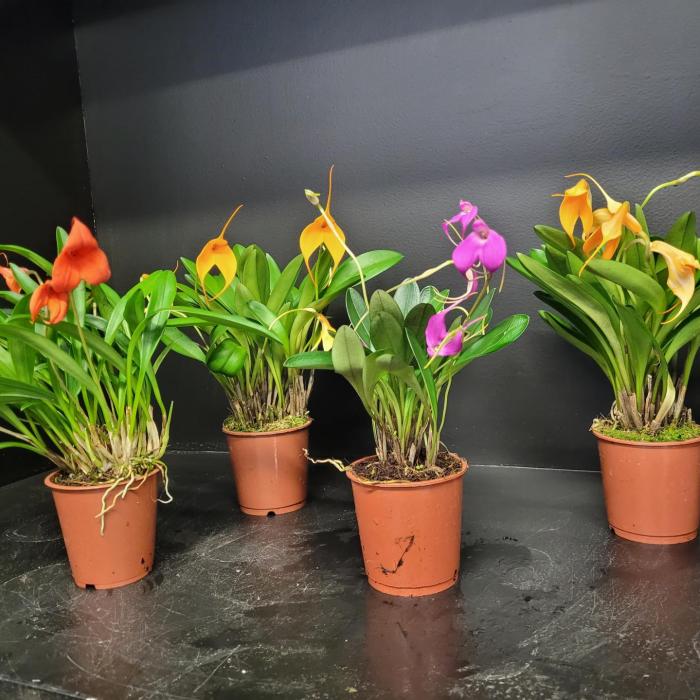 Orchidee  Masdevallia couleurs mixtes (Ø9cm)