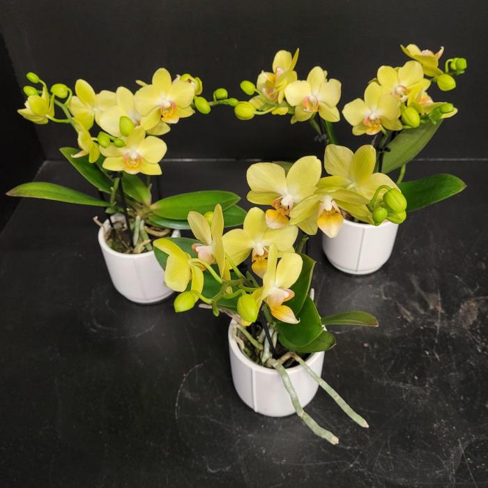 Mini phalaenopsis jaune (7cm)