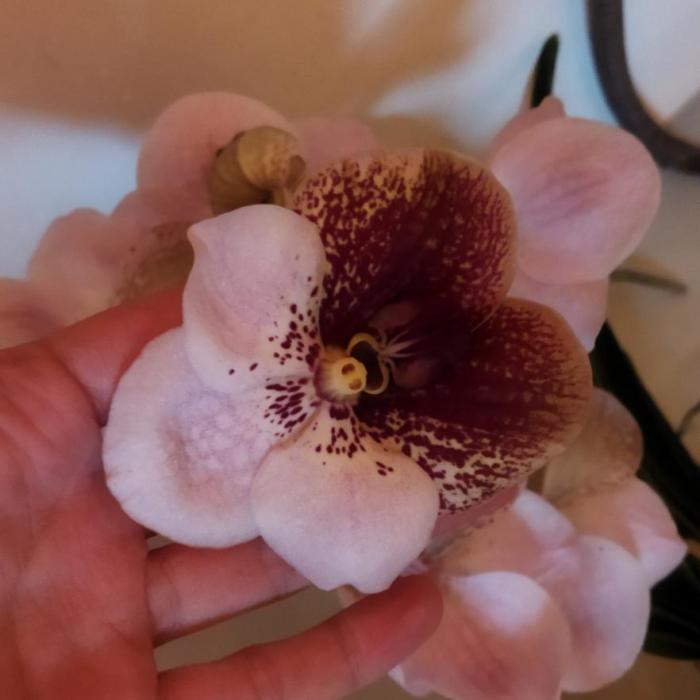 Vanda sanderiana hybride rose et bordeaux