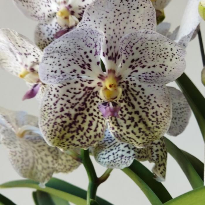 Vanda 