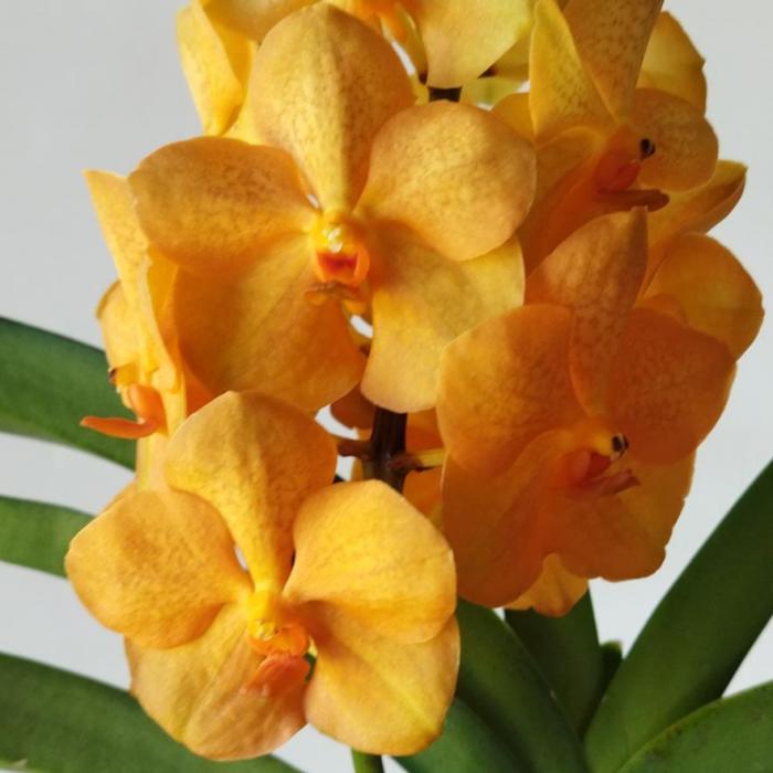 Vanda 