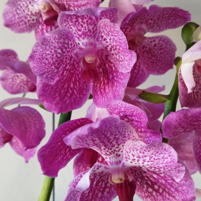 Vanda rose 