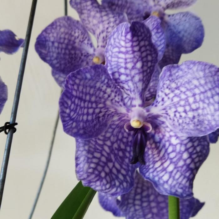 Vanda bleue 