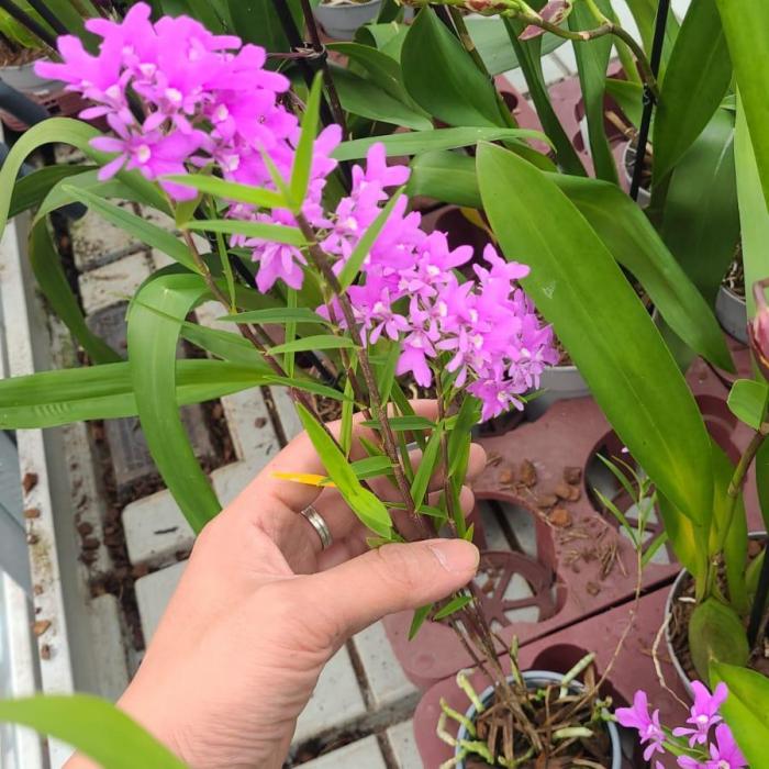 Epidendrum centropetalum 