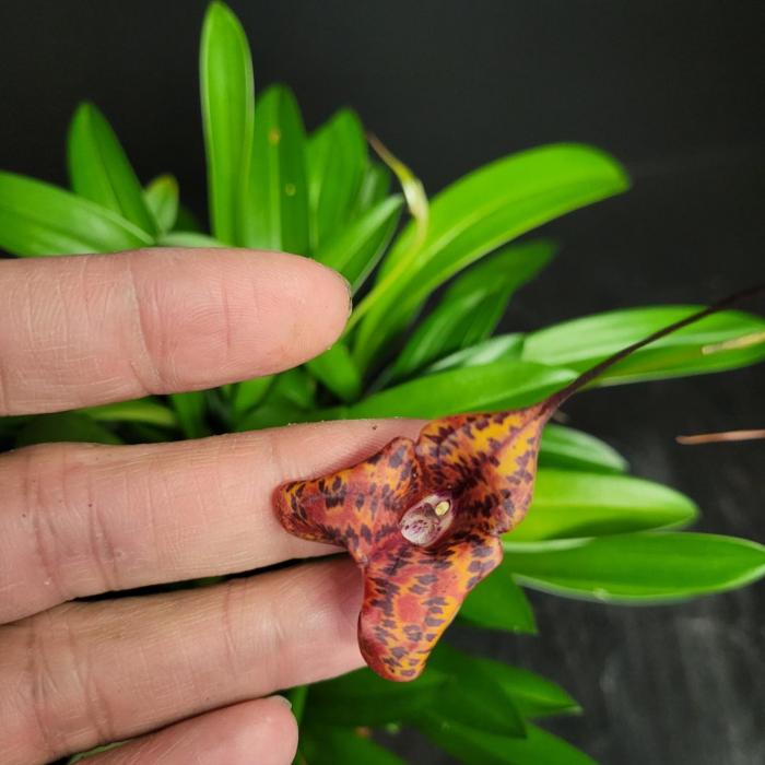 Masdevallia sunset jaguar (9cm)