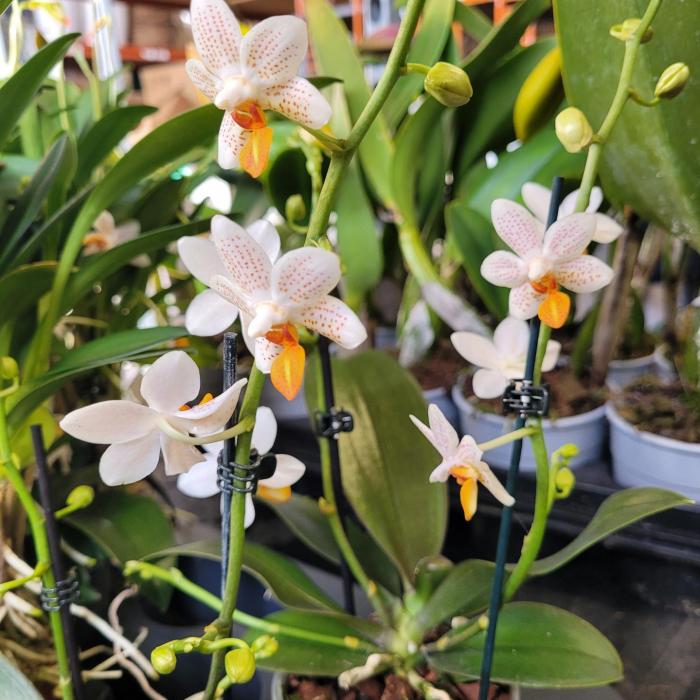 Phalaenopsis 