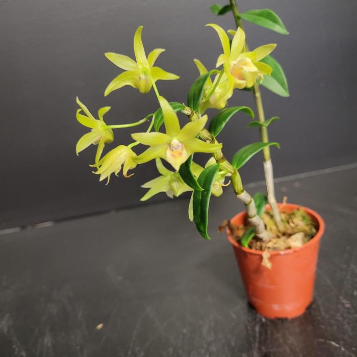 Dendrobium catenatum (6cm)