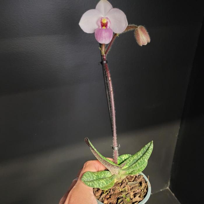 Paphiopedilum delenatii (9cm)