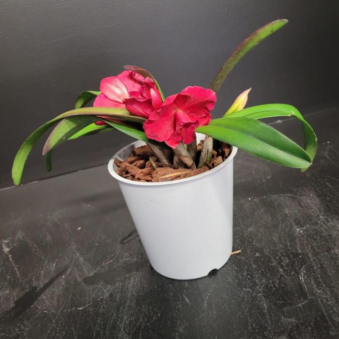 Cattleya rouge (12cm)