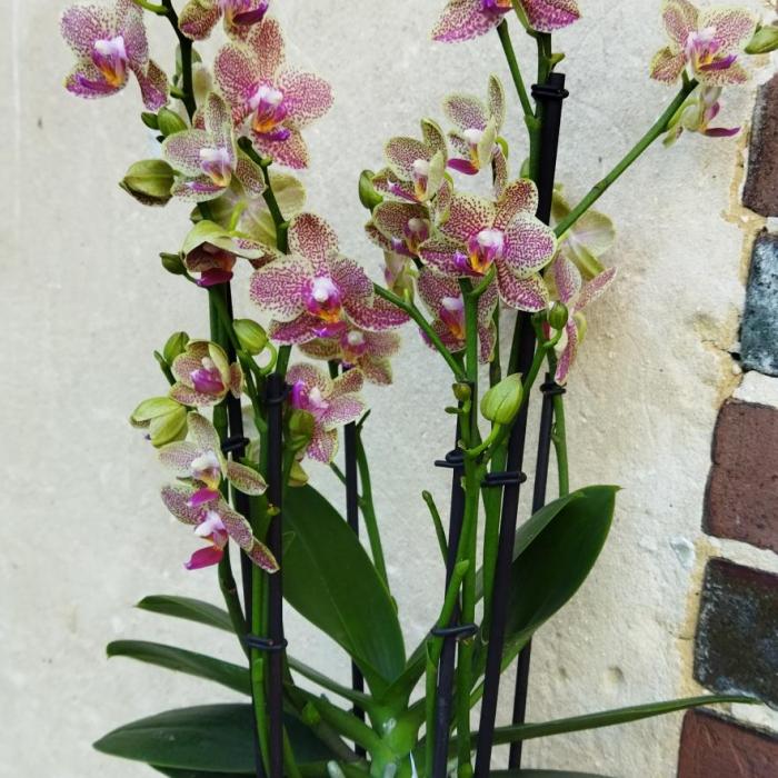 Phalaenopsis 