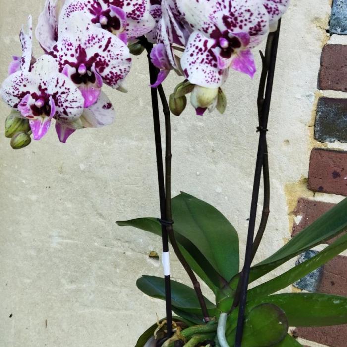 Phalaenopsis Big lip Athena (12cm)