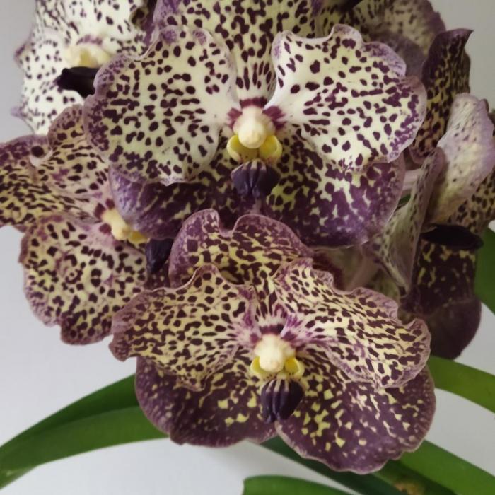 Vanda léopard Ocelot Mocha