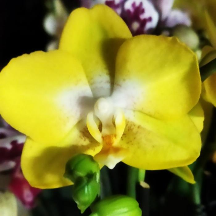Img 20241205 161017