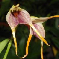 Masdevallia attenuata 1