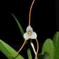 Masdevallia attenuata 2