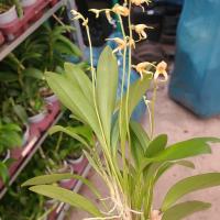 Masdevallia polysticta botanique 6cm