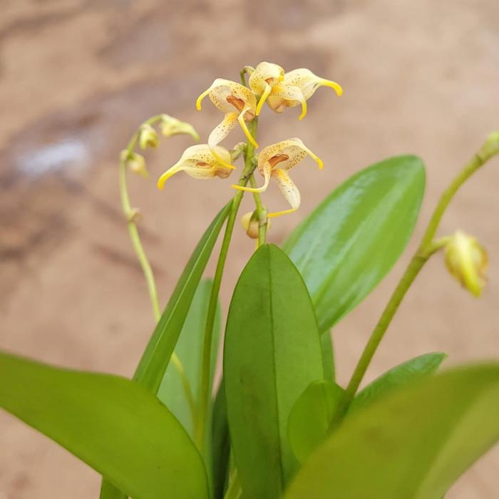 Masdevallia polysticta botanique