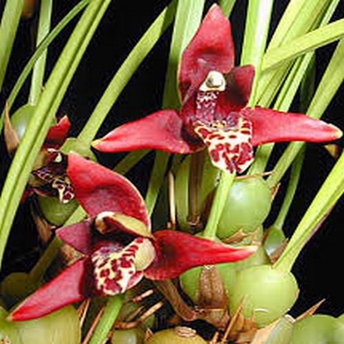 Orchidée Maxillaria tenuifolia SUR LIÈGE - Odeur NOIX DE COCO!
