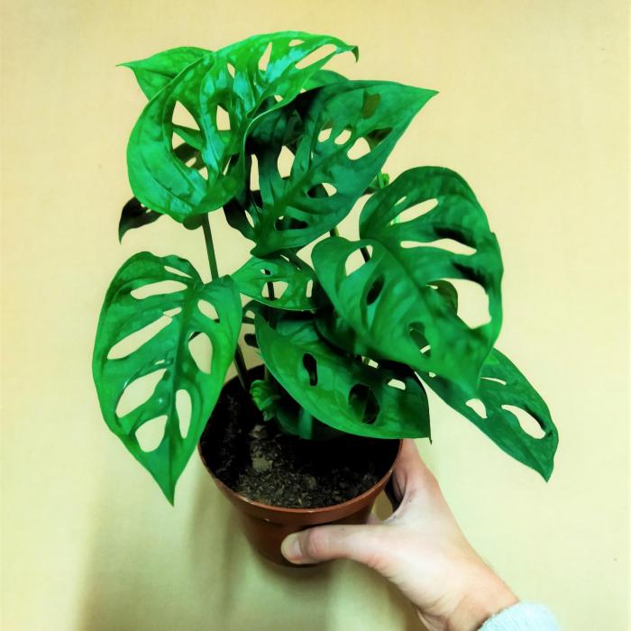 Monstera adansonii